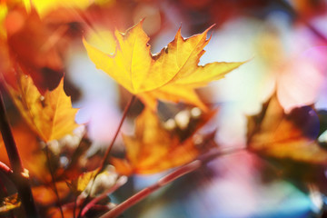 Herbst, goldener Oktober