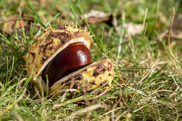 Chestnut (Aesculus Hippocastanum) lying between grass at an autumn and sunny day