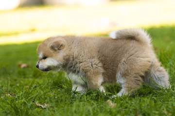 Akita puppy in the garden