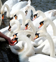 Obraz premium ten swans together