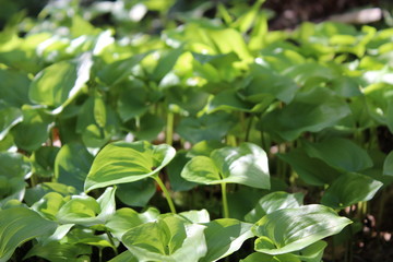 Close up of green leaves on the forest floor