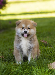 Akita puppy in the garden