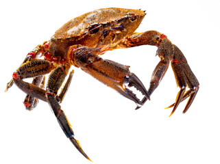 Galician Necoras (from Galicia) in movement. Delicious seafood from the Bay of Biscay and Atlantic. Fresh and alive crabs isolated on white background.
