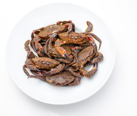 Necoras gallegas (from Galicia). Delicious seafood from the Bay of Biscay and Atlantic. Fresh and alive crabs isolated on white background.