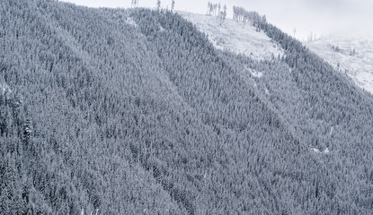 snowy forest in winter