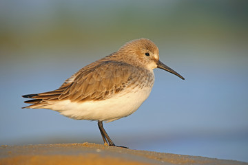 bird on the beach