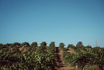 Fototapeta na wymiar Vineyard in Wine Country