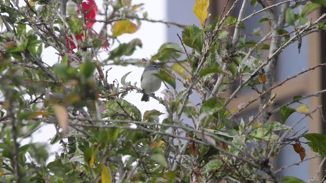 Southern Beardless Tyrannulet perched on the branch. It shake its head and looks around. Wind moves the branches and the leafs in the background.