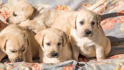 dogs. Labrador puppies