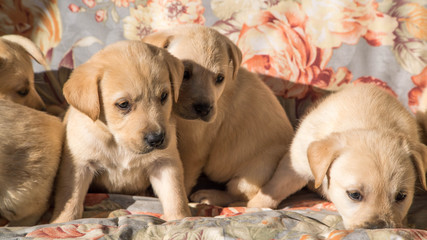 dogs. Labrador puppies