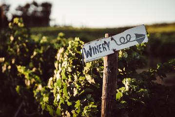 Vineyard Sign of the Winery