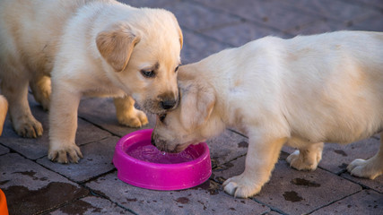 dogs. Labrador puppies