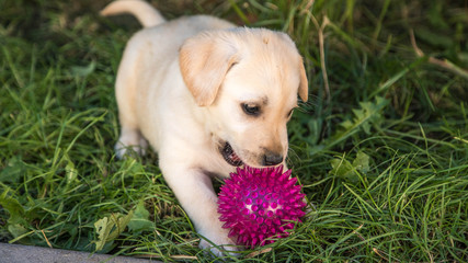 dogs. Labrador puppies