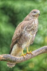 Buzzard in the rain
