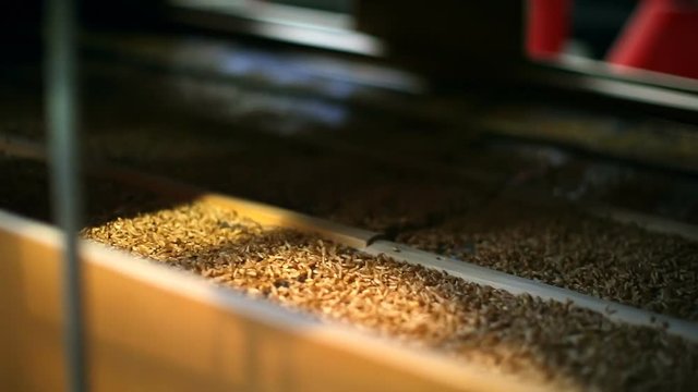 Wheat threshing in factory 4k