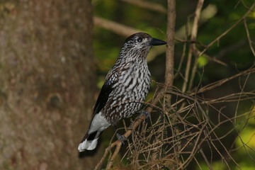 Tannenhäher (Nucifraga caryocatactes)