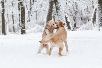 Dogs Playing in Snow. Winter dog walk in the park
