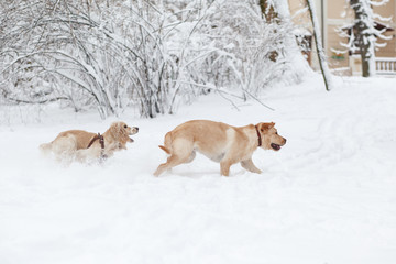 Fototapeta na wymiar Dogs Playing in Snow. Winter dog walk in the park
