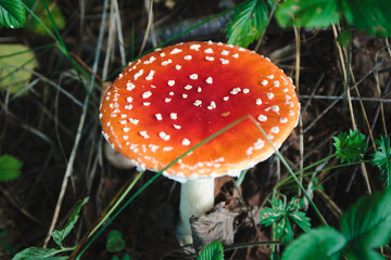 One fly agaric, poisonous mushroom grow on the ground in the autumn season