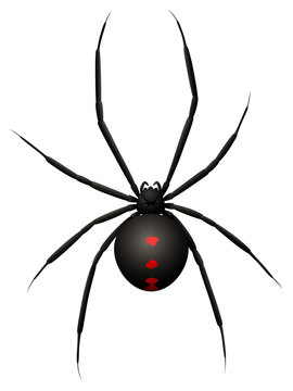 Vector illustration of a black widow spider.