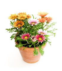 Colorful  Gazania plants in the flowerpot isolated on white