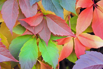 A lot of shades of warm colors girlish grape in autumn period