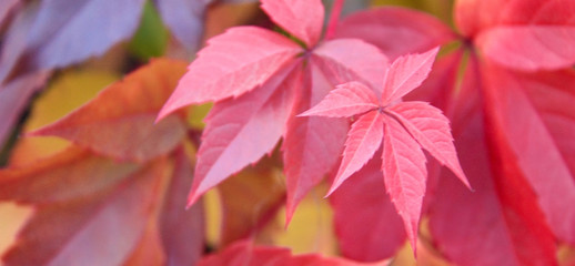 A lot of shades of warm colors girlish grape in autumn period
