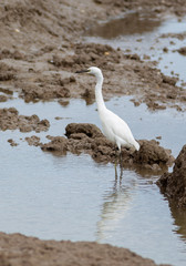 Little Egret