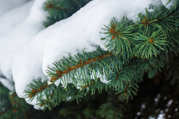 Green fluffy fir tree branch in the snow