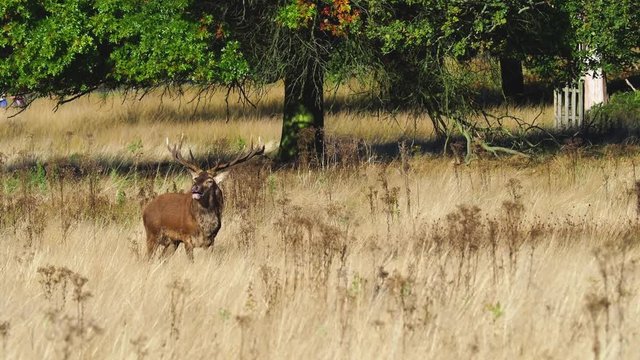 Red Deer bellowing during the rut