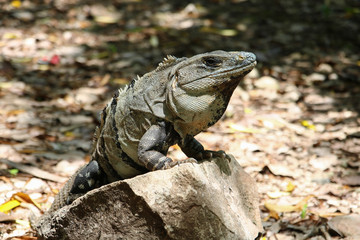 Iguana sitting on a rock