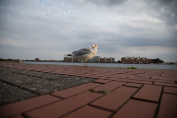 Silberm&ouml;we an Nordsee S&uuml;dstrand Bontekai in Wilhelmshaven Friesland