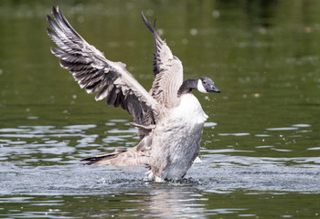 Canada Goose