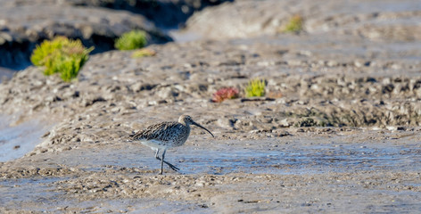 Curlew