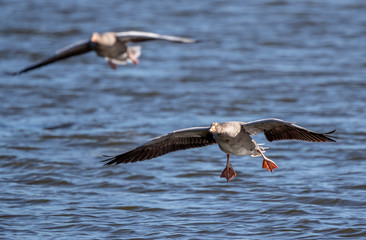 Greylag Geese