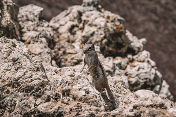 squirrels in canary islands