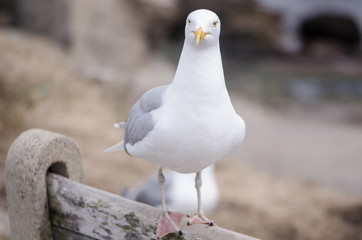 Flocks of seagulls fight and squawk over food near the Atlantic Ocean on the coast of Maine