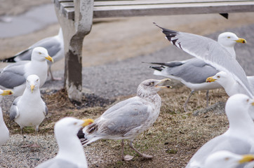 Flocks of seagulls fight and squawk over food near the Atlantic Ocean on the coast of Maine