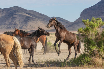 Fototapeta na wymiar Wild Horse Stallions Fighting in the Utah desert