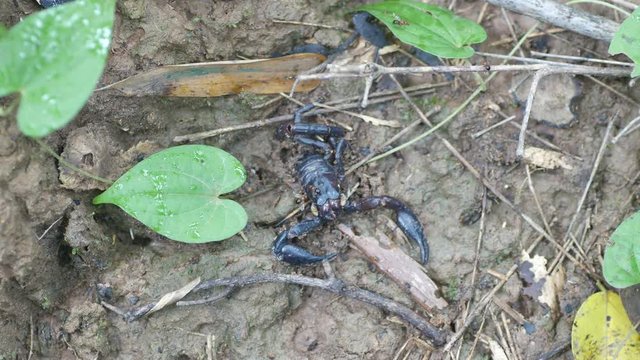a scorpion dead body is eaten by many type insects