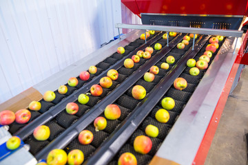 The fresh ripe apples rolling on the modern automatic robotic cleaning. sorting line. Production facilities of grading, packing and storage of crops of large agricultural firms.