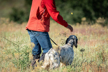 Rear view of Pointer dog with owner, hunting season