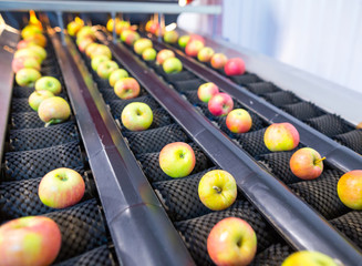 The fresh ripe apples rolling on the modern automatic robotic cleaning. sorting line. Production...