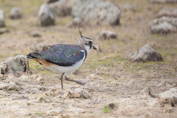 Lapwing