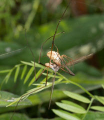Spider Attacking Cranefly