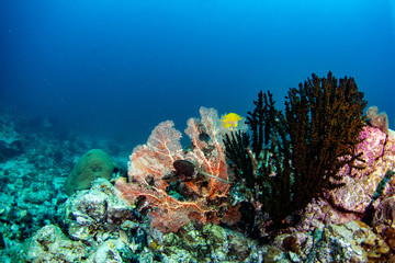 Naklejka na ściany i meble Underwater coral reef fish shoal world landscape