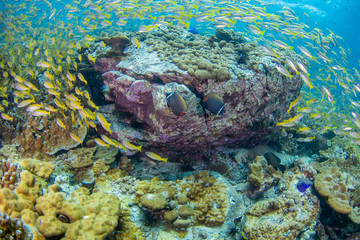 Collare Butterflyfish with school of Yellow-stripe scad, Yellow-stripe trevally with coral reef .underwater