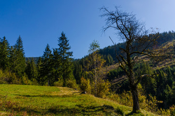 Carpathian mountains in sunny day in the autumn season