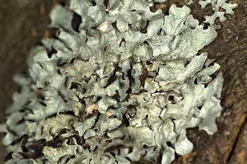Lichen on the tree bark