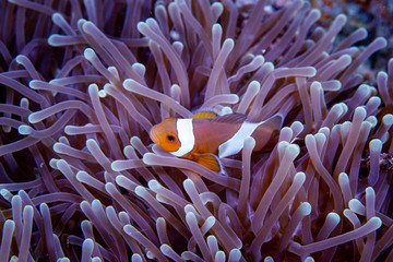 Clown Anemonefish, Amphiprion percula, swimming among the tentacles of its anemone home